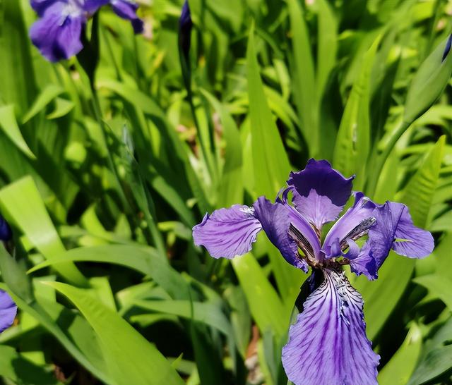 耐阴草坪品种有哪些，耐阴草坪品种有哪些名字（草坪花卉有很多）