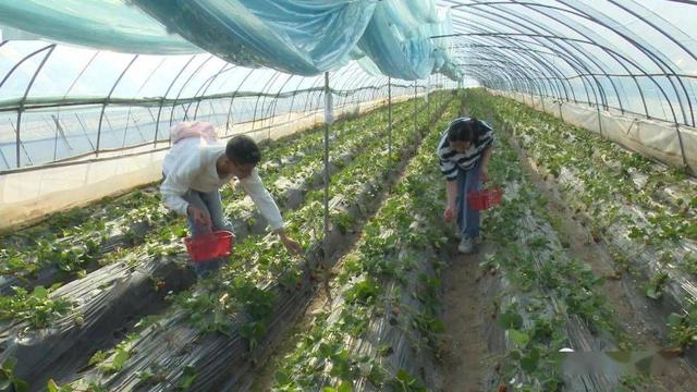 西安有哪些特色水果，陕西特色水果（水果在西安也有“盛唐气象”）