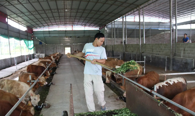 鱼粉是什么，日本鱼粉是什么（鱼粉为什么不能喂反刍动物）