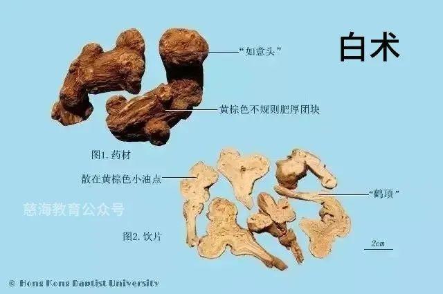 炒白术的功效与作用与用量，炒白术的功效作用与主治（每天学习一味中药——白术）