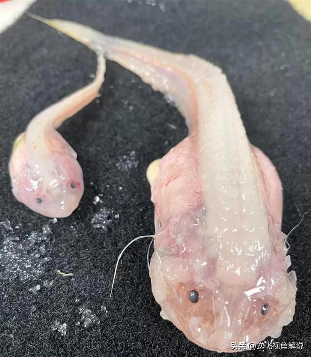发现罕见深海怪鱼，会是核废水的产物吗
