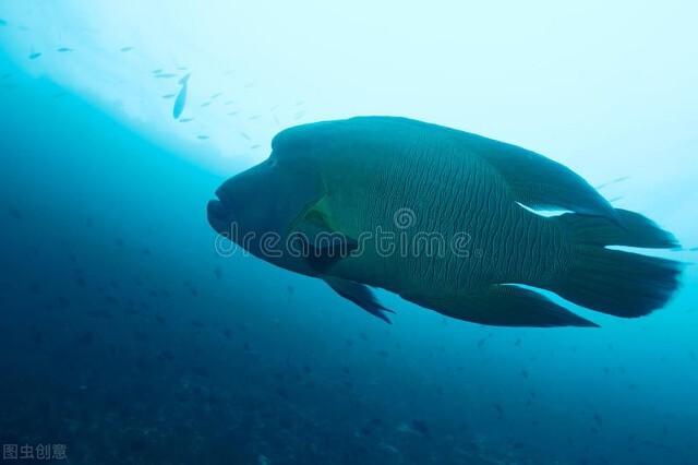 升金湖能钓鱼吗，金鸡湖让钓鱼吗（体验一把手竿搏鱼的快乐）