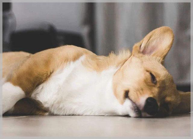 犬瘟（犬瘟传染人吗，狗狗出现犬瘟有什么症状（犬瘟有传染吗）
