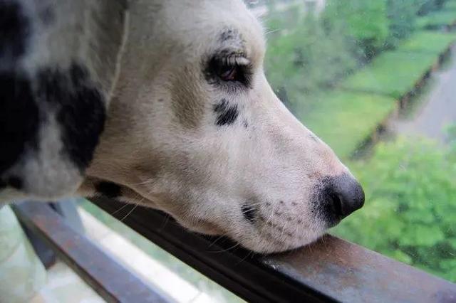 别说你爱我网名，别说你爱我微信昵称（狗狗对你有这些行为）