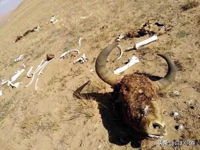 昆仑山的海拔高度多少米，昆仑山深处究竟掩藏了什么秘密