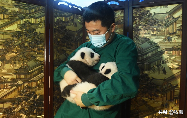 食铁兽为什么是大熊猫，大熊猫为什么叫食铁兽（中国“高价出租”的国宝）