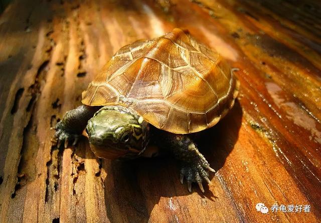 乌龟白眼病怎么治疗，乌龟白眼病怎么治最快（你可有好好地总结一下）