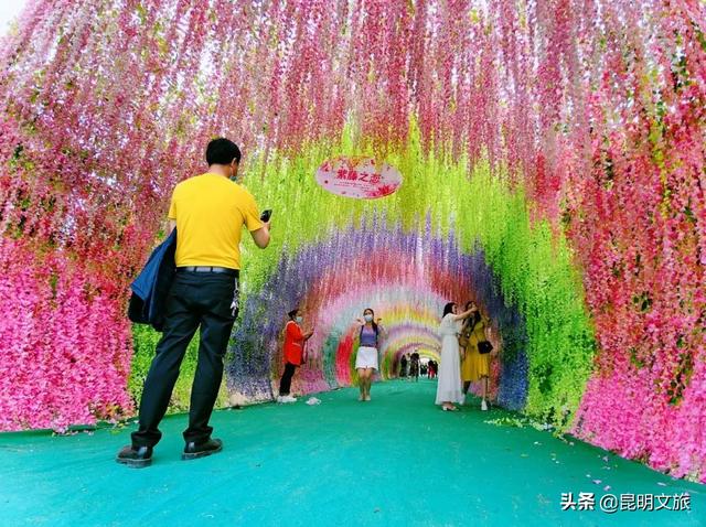 市花和市树是什么，杭州的市树和市花是什么（昆明400亩网红月季花海）