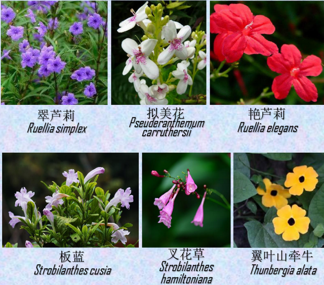 关于爵床科介绍，爵床科的特点（西双版纳植物园亮相了）