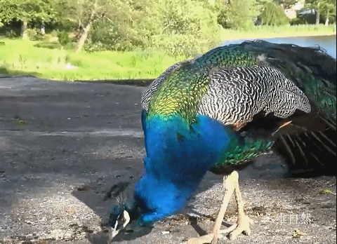 孔雀会飞吗，孔雀会飞吗是鸟类的吗（​印度一只孔雀跌下18米的深井）