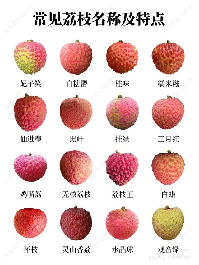 妃子笑和荔枝的区别，贵妃荔枝和妃子笑是一种吗（高阶玩家是怎样卖荔枝的）