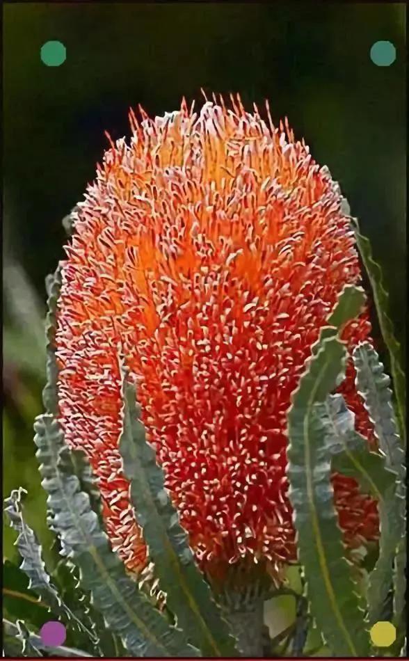 仙人掌开花图片，八种开花勤快的仙人掌植物（40多种罕见的仙人掌开花图）