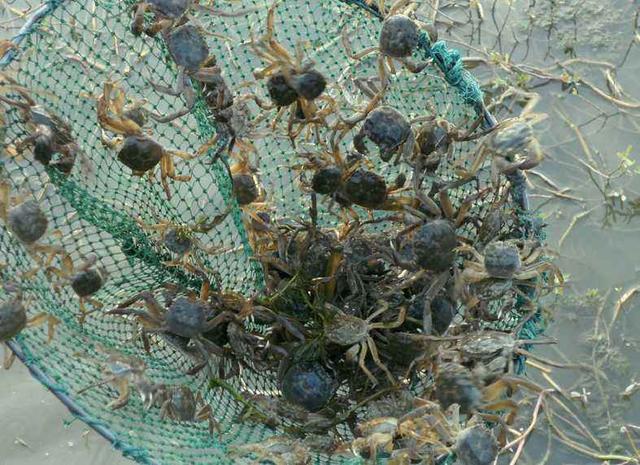 螃蟹如何正确养殖，螃蟹如何养殖注意事项（螃蟹养殖应该明确得几点措施）