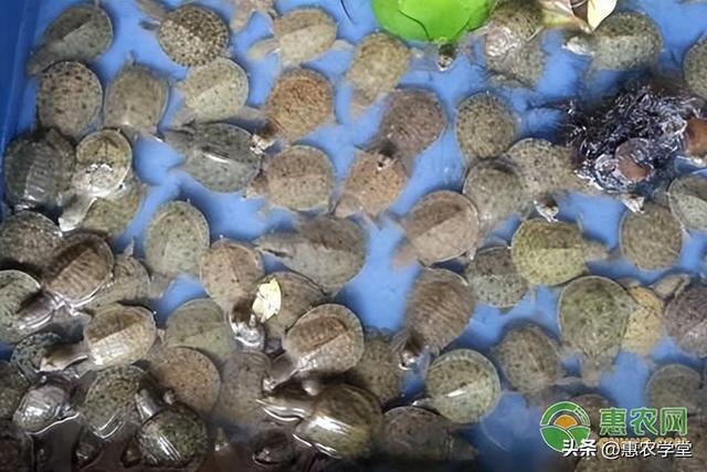 甲鱼怎么分公母，甲鱼有公母吗？如何区别（小甲鱼怎么卖？多少钱一斤）