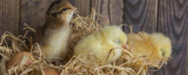 受过精的鸡蛋特点图解，怎样分辨受精鸡蛋（过去农村传统法孵化小鸡）