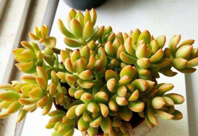 养着省心颜值高又爱长爆盆的多肉，这些多肉大普货