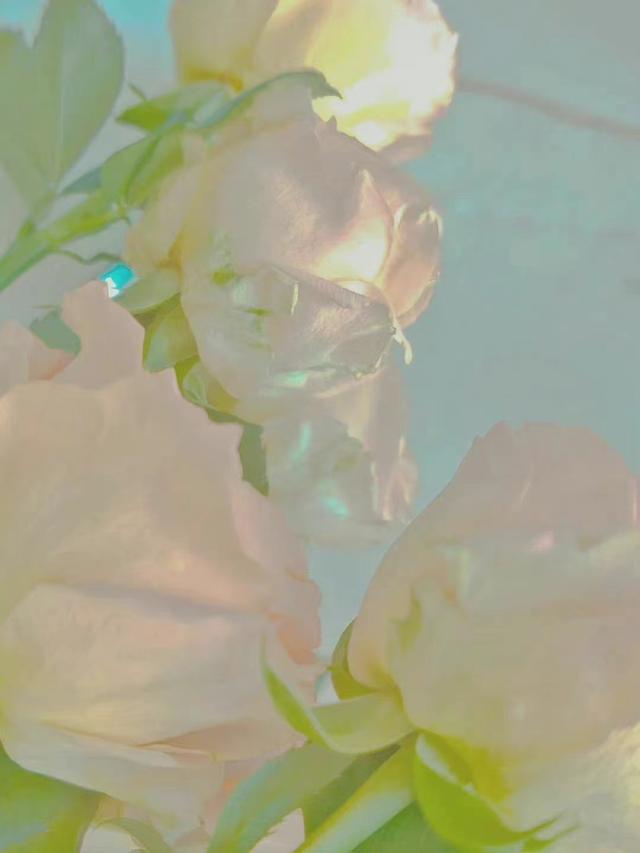 特别可爱的长句子，可爱句子长句（可爱的情话句子）