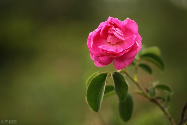 玫瑰花语有，玫瑰的花语（玫瑰花语大全）