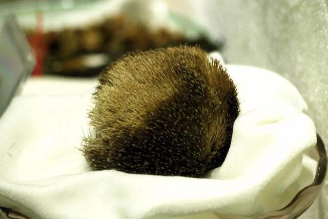 麝香猫多少钱一只，麝香猫咖啡（盘点世界上的天价分泌物）