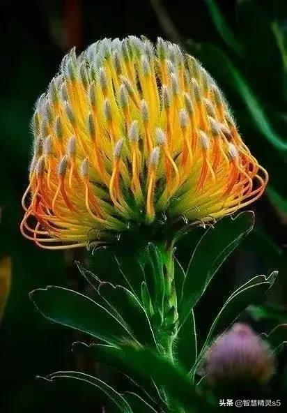 铁树开花的方法，铁树开花的方法有哪些（铁树开花了，也有芬芳的一天）