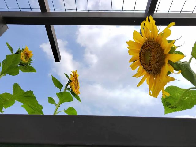 向日葵盛开的夏天，向日葵发圈配文（夏日的向日葵）