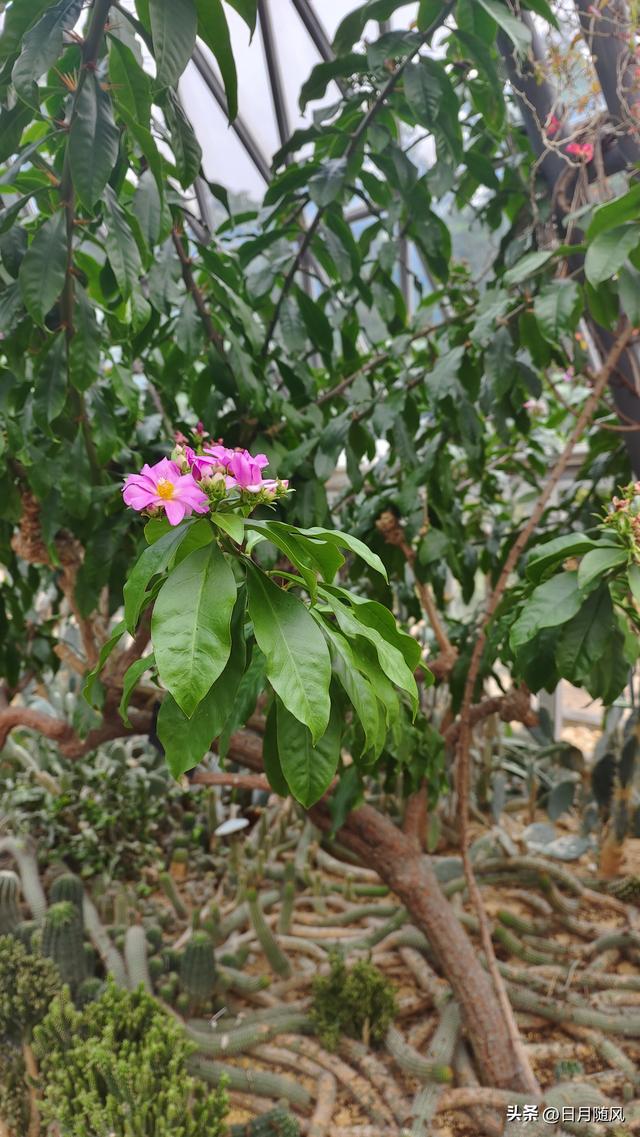 深圳市仙湖植物园，深圳仙湖植物园适合夏天逛吗（深圳仙湖植物园现场实拍图来了）