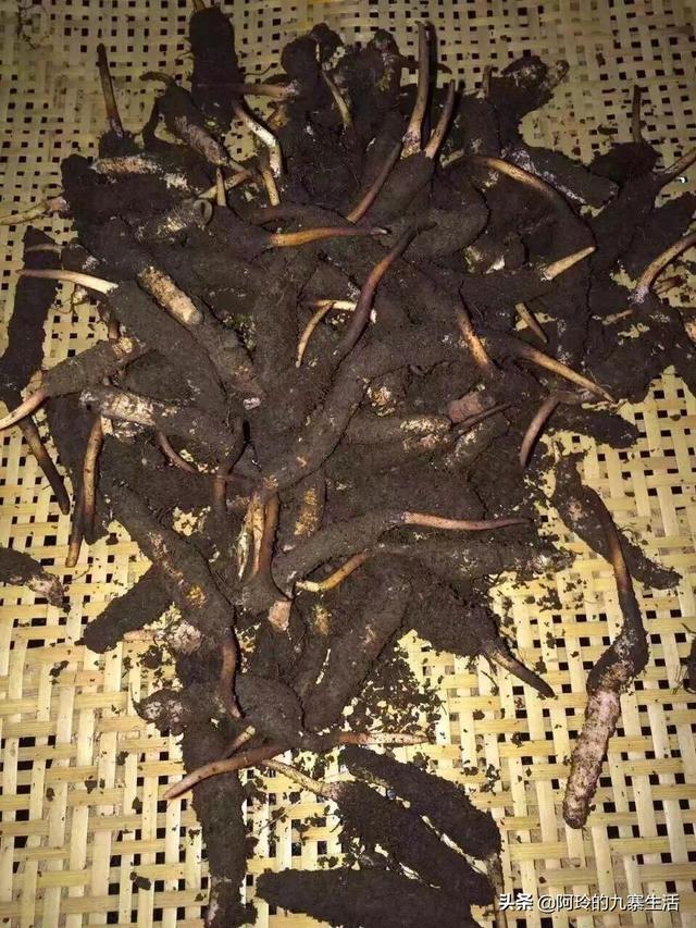 冬虫夏草泡水喝的正确方法，冬虫夏草正确泡水方法（虫草怎么正确食用呢）