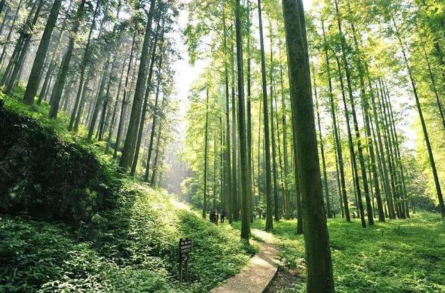 关于我爱大自然句子，我爱大自然短句（<沈丘县守望文学社成员作品>）