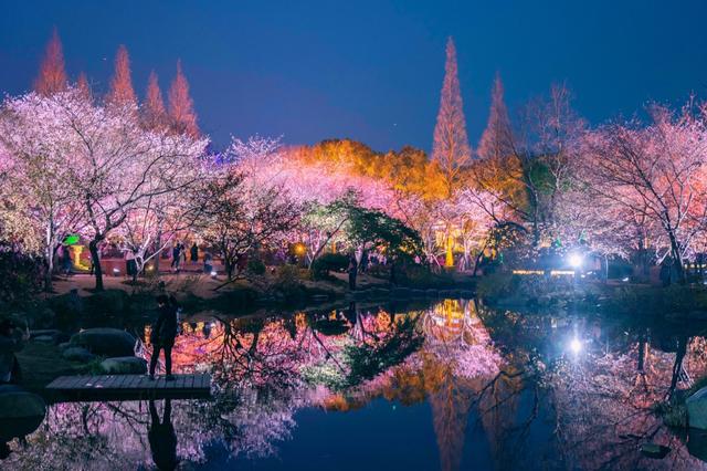 相约无锡太湖鼋头渚樱花季，赴鼋头渚来一场樱花的春日约会