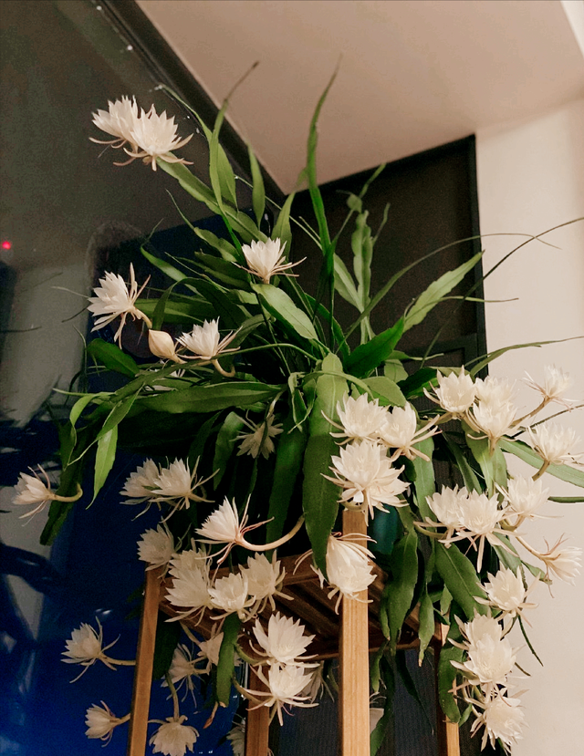 曼陀罗花的传说，曼陀罗花的含义和传说（传说“7种花”）