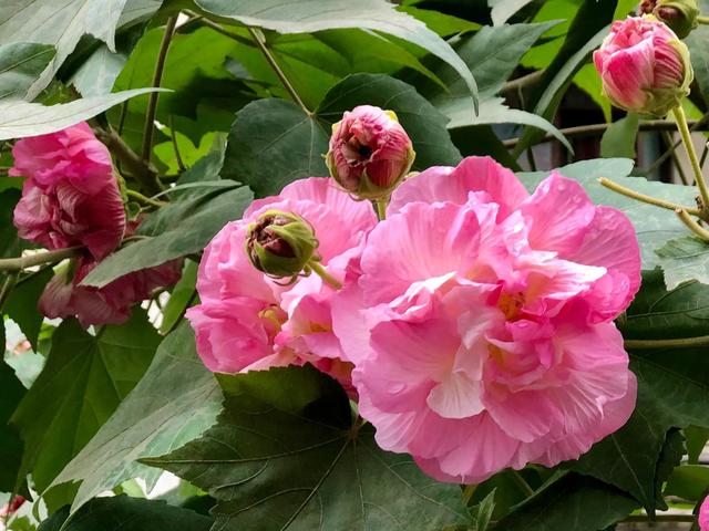 芙蓉花的寓意和象征，芙蓉花的寓意（芙蓉花，成都最美的花）