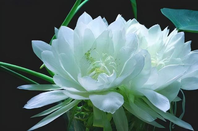 花，花好月圆人长久（72种鲜花欣赏图片）