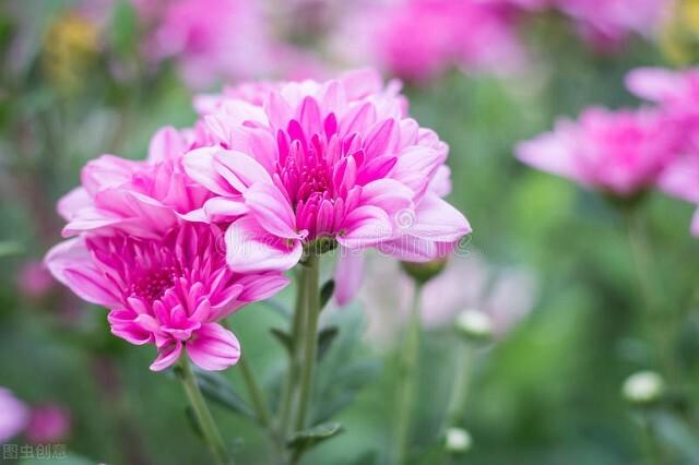 花中四君子指的是什么，花中四君子是指什么（花中四君子，你属于哪种）