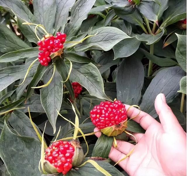 十大远古最恐怖的植物，史前十大恐怖生物（毒蛇克星的七叶一枝花）