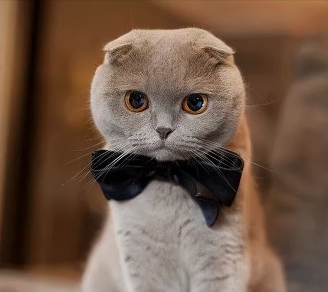 最不建议养的10种猫，这几种猫越养越心累