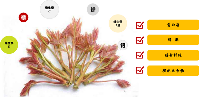 椿芽什么时候发芽，椿芽生长季节（关于香椿的消费提示）