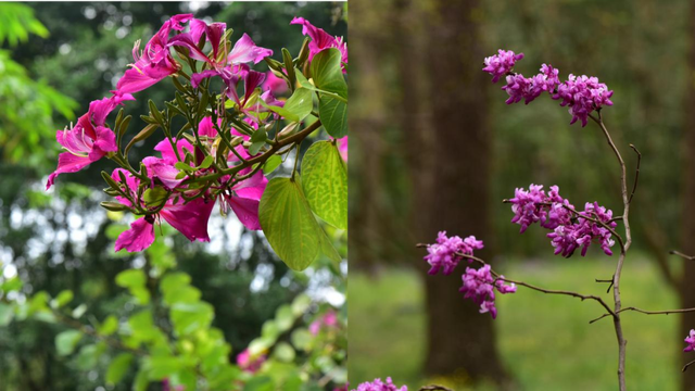 香港的市花是什么，香港市市花是什么（香港特别行政区的区花紫荆花是朵什么花）