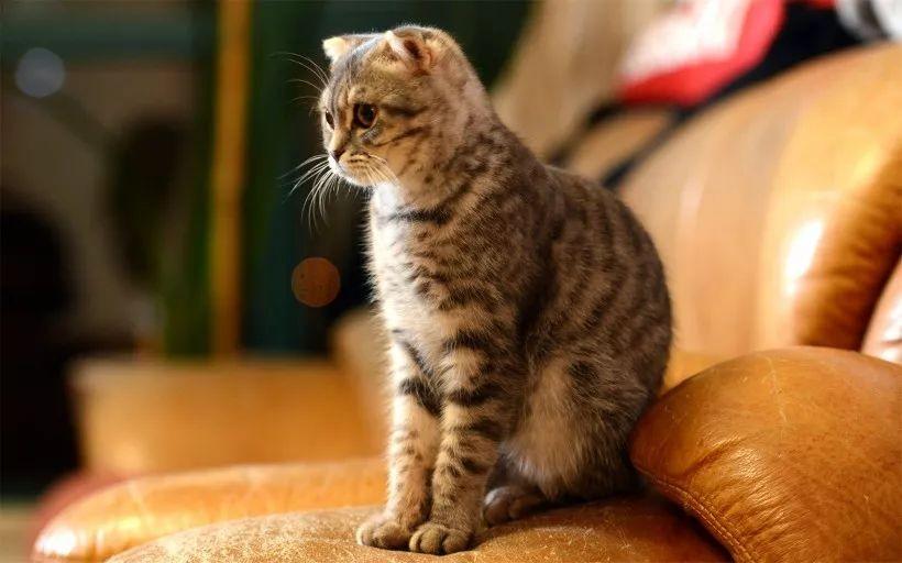 美短加白折耳多少钱(折耳猫发病的几率大吗) - 价格百科