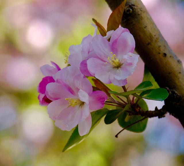 西府海棠图片，西府海棠～花苞胭脂点点（西府海棠）