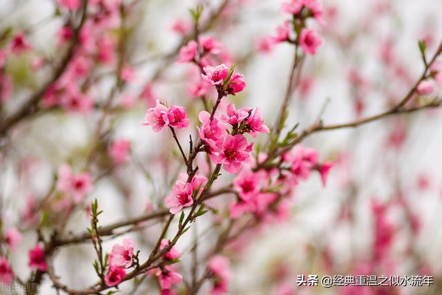 桃花用来形容什么人，用什么词语来形容桃花（这些文学典故你知道多少一起来了解下）