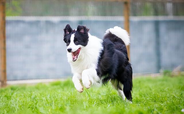 狗最多能活多少年，狗能活多少年的寿命（这几种“长命狗”）