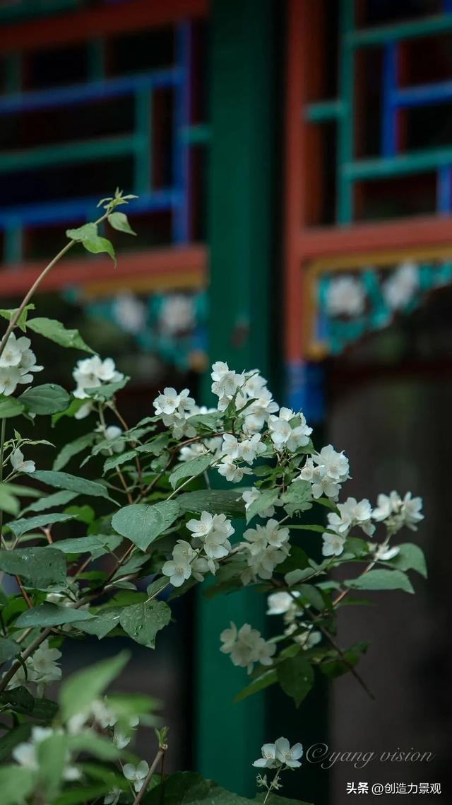 木香花是什么，木香花是什么样子的（美色不逊月季的爬藤植物——木香花）