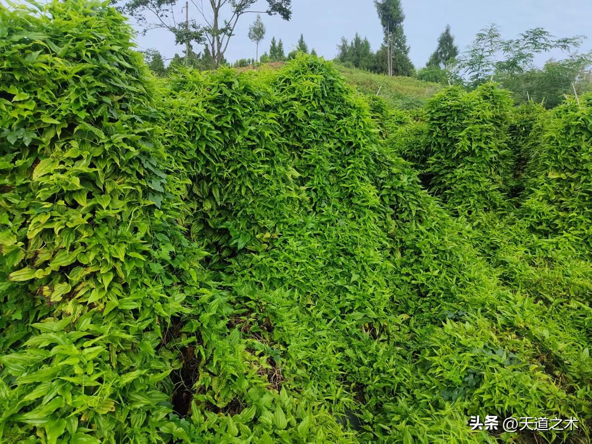 种植药材亩利润三十万？一亩地收入十万元利润中药材品种