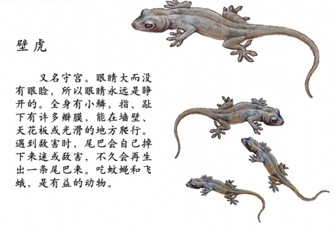 壁虎的壁虎(壁虎看起来人畜无害) - 用户投稿 - 尚知号