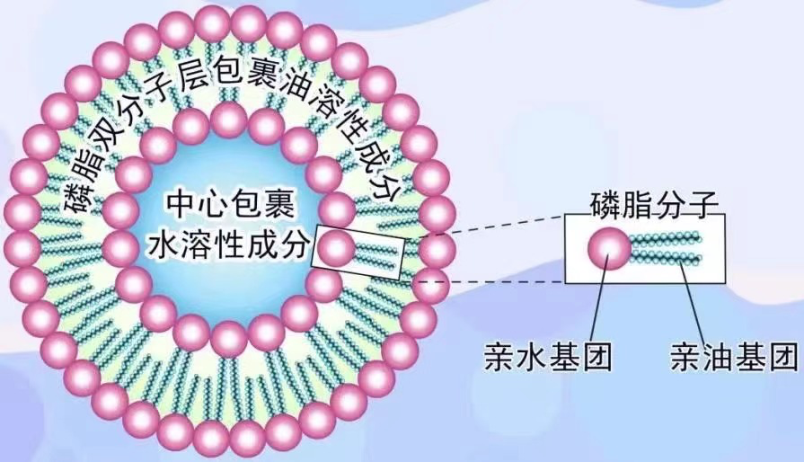 磷脂和鞘脂不溶于水,在水中形成双分子膜,亲脂的a醇/a醛被包在脂质