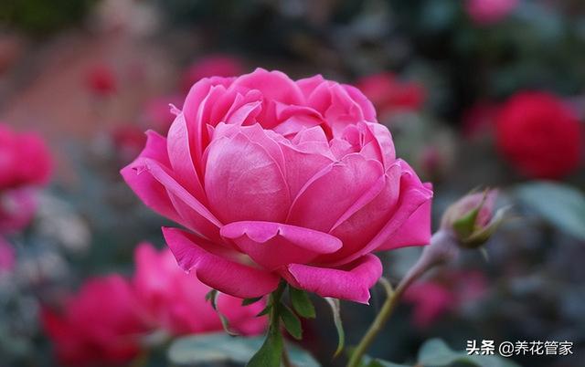 十大珍稀名贵桂花，桂花什么品种最名贵（十种“富贵”花）