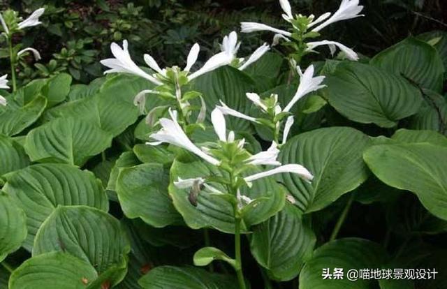 单子叶植物有哪些，各种叶子的用途（10种适合北方庭院种植的花镜植物）