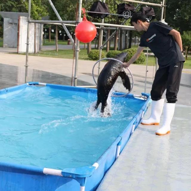 容易表演的小节目，表演的节目有哪些（陈家沟景区上演海狮表演）