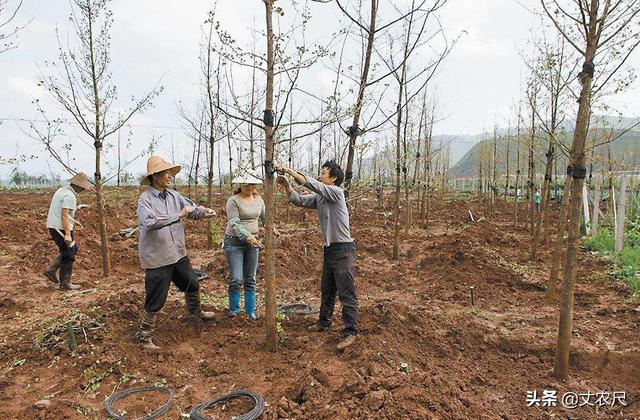 碳交易如何挣钱，碳排放交易怎么赚钱（“碳排放”交易有变）