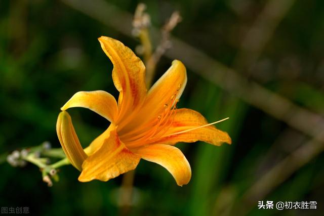 大花萱草，夏花萱草美诗五首（大花萱草图片）